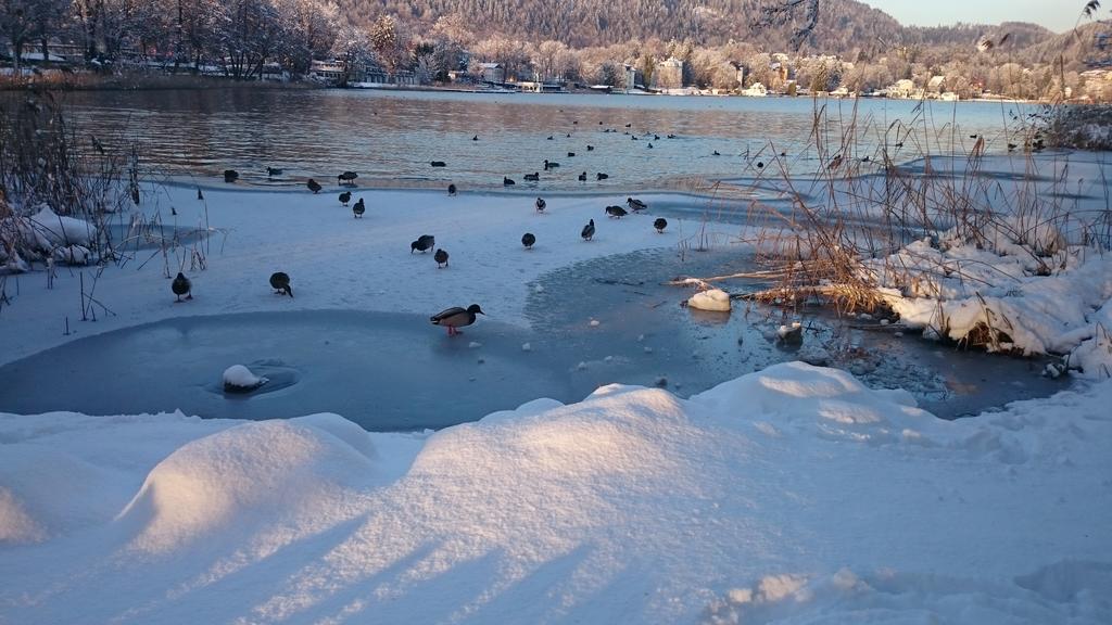 Ferienparadies Gutounik Portschach am Woerthersee Ngoại thất bức ảnh
